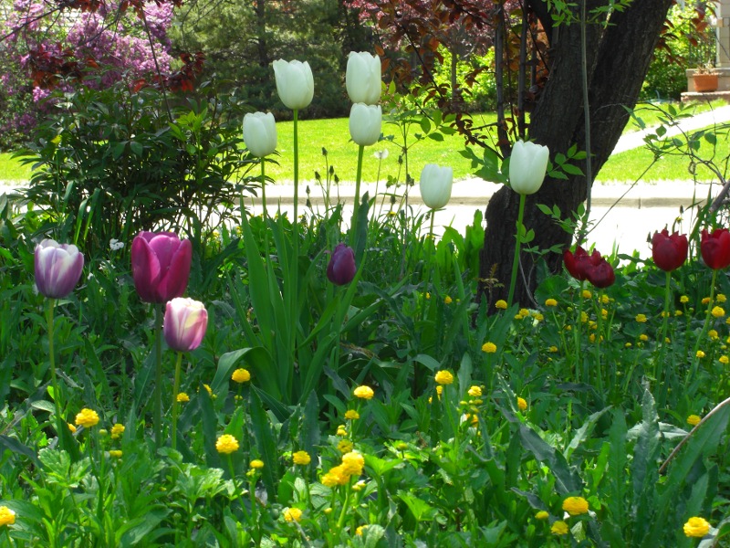 Tulips